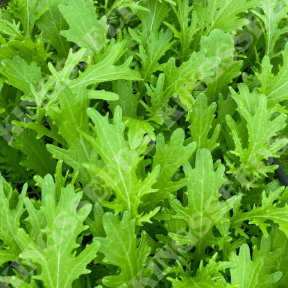 Picture of Mustard Green Frills